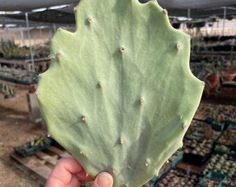 Opuntia gomei - Old Mexico pad