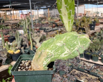 Opuntia monacantha variegated