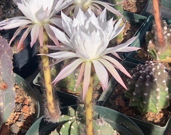 Echinopsis subdenudata (Domino Cactus) Seeds