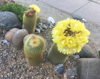 Notocactus leninghausii Cactus Seeds