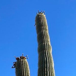 Carnegiea gigantea - Giant Saguaro Cactus