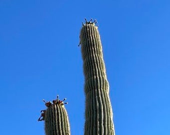 Carnegiea gigantea - Giant Saguaro Cactus Seeds