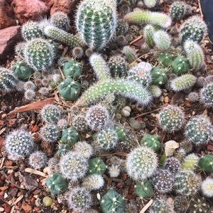 Cactus Seed Mix - Monkey Tail, Myrtillocactus, Lithops