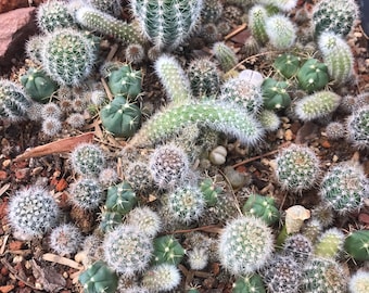 Cactus Seed Mix - Monkey Tail, Myrtillocactus, Lithops