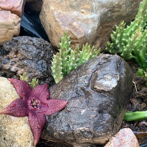 Stapelia Multi Cutting Pack 6 Different Species image 2