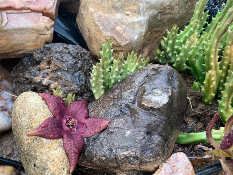 Stapelia Multi Cutting Pack 6 Different Species image 2