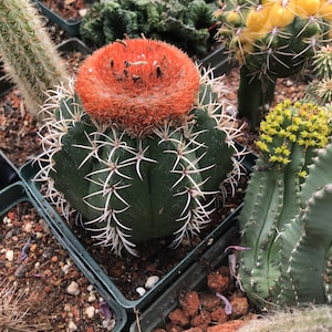 Semillas de cactus Melocactus matanzanus