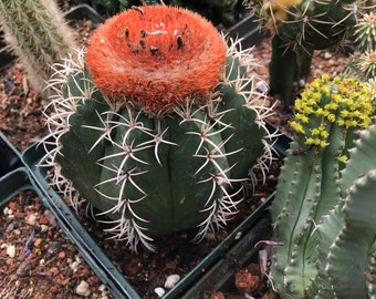 Melocactus matanzanus Cactus Seeds