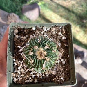 Echinofossulocactus species – Unique Ribbed Cactus