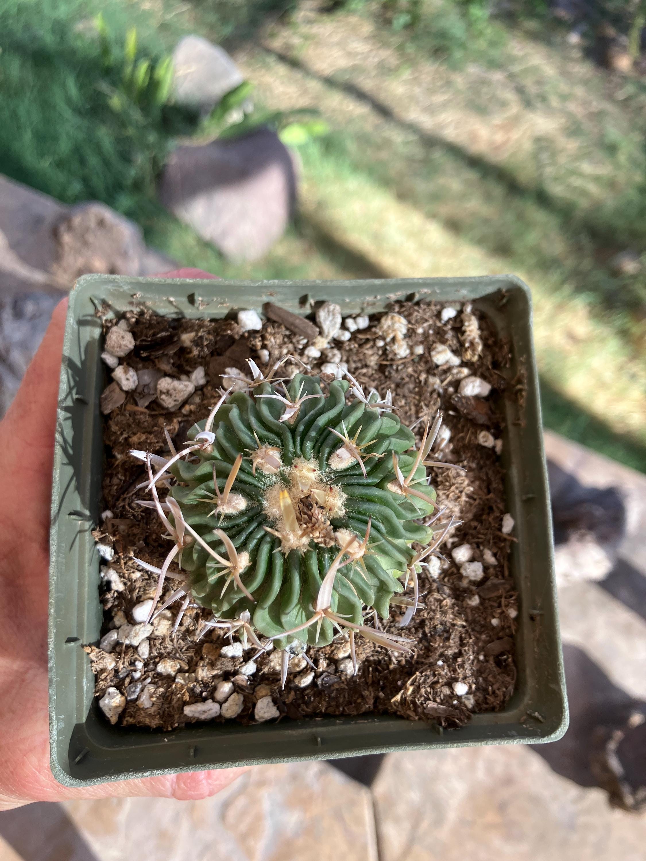 ユーフォルビア サピニー×カンダレンシス 実生 レアハイブリッド