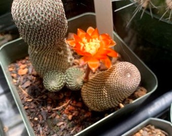 Rebutia heliosa Cactus Seeds