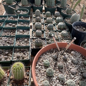 Euphorbia obesa Cactus Succulent Seeds High Germination Rate image 5