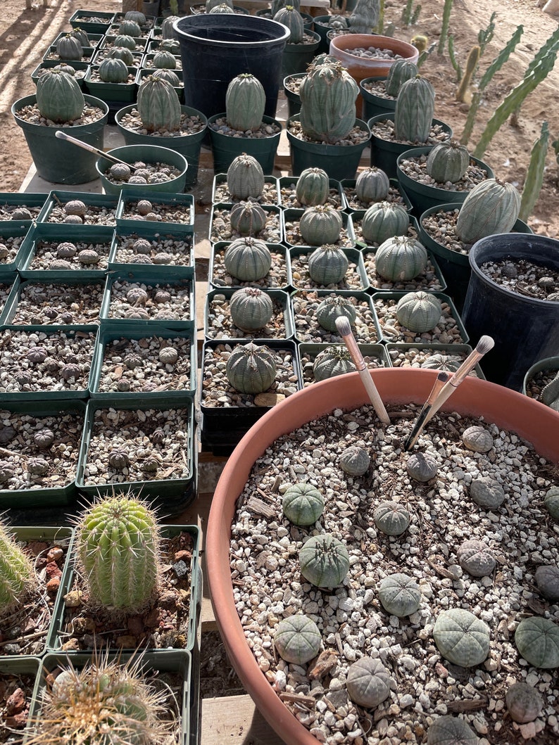 Euphorbia obesa Cactus Succulent Seeds High Germination Rate image 5