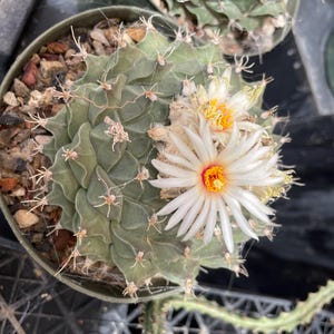 Obregonia denegrii - Artichoke Cactus - Seeds