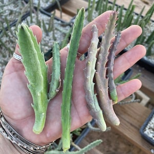 Stapelia Multi Cutting Pack 6 Different Species image 1