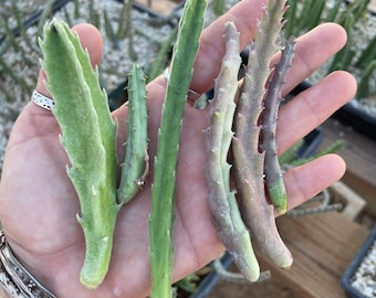 Lot de plusieurs bouts de Stapelia - 6 espèces différentes