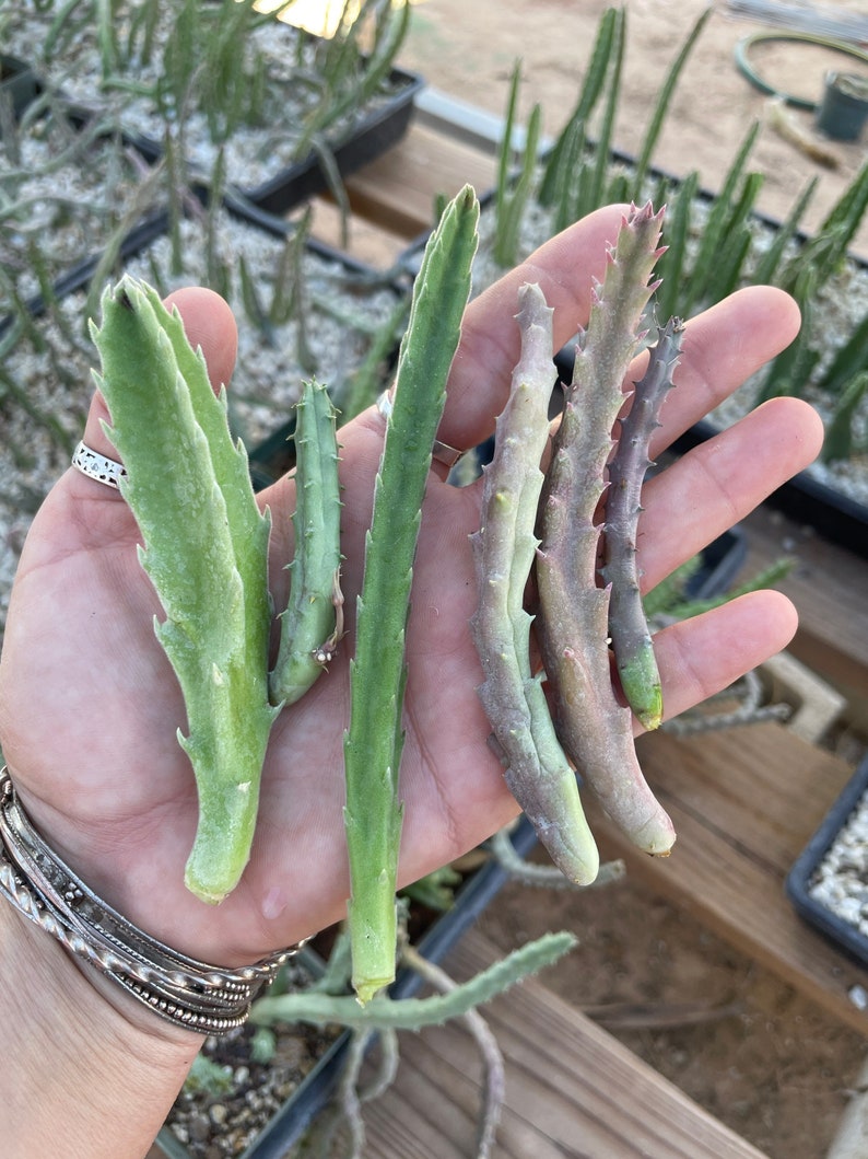 CactusArchive Stapelia Cutting - Thumbnail 2