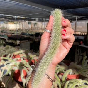 Monkey Tail cactus Hildewintera Colademononis - unrooted cutting