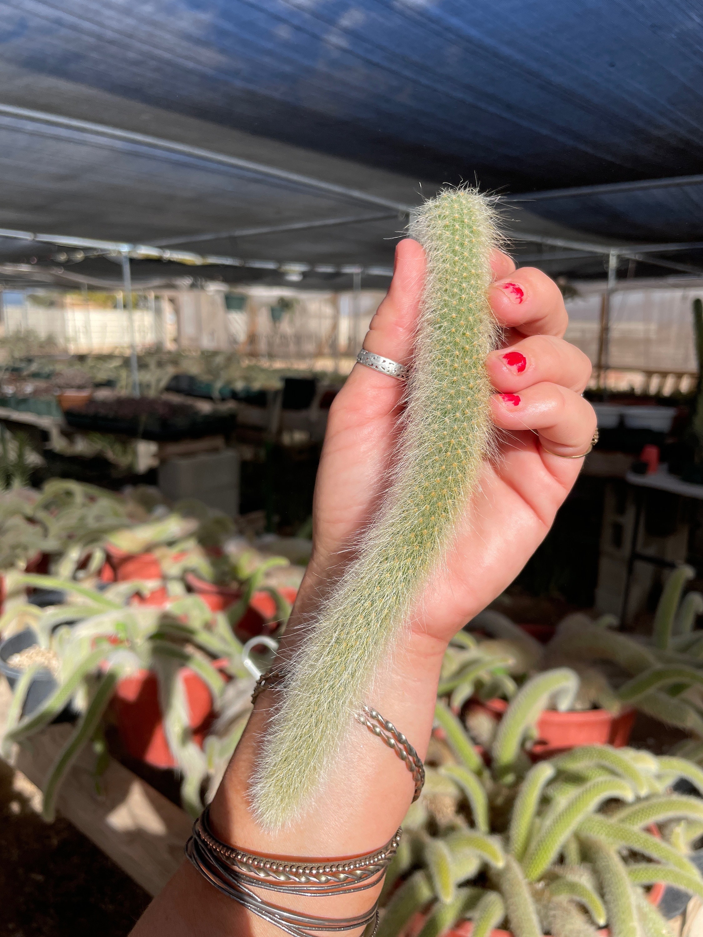 Monkey Tail Cactus Hildewintera Colademononis - Unrooted Cutting