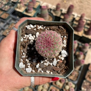 Echinocereus rigidissimus rubrispinus (rainbow hedgehog cactus) seed grown
