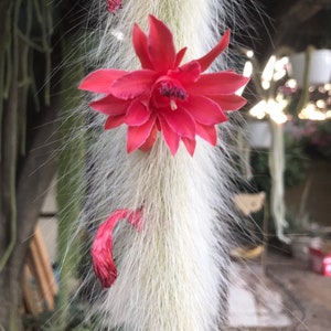 Hildewintera colademononis Monkey Tail Cactus Seeds Grown in California image 2