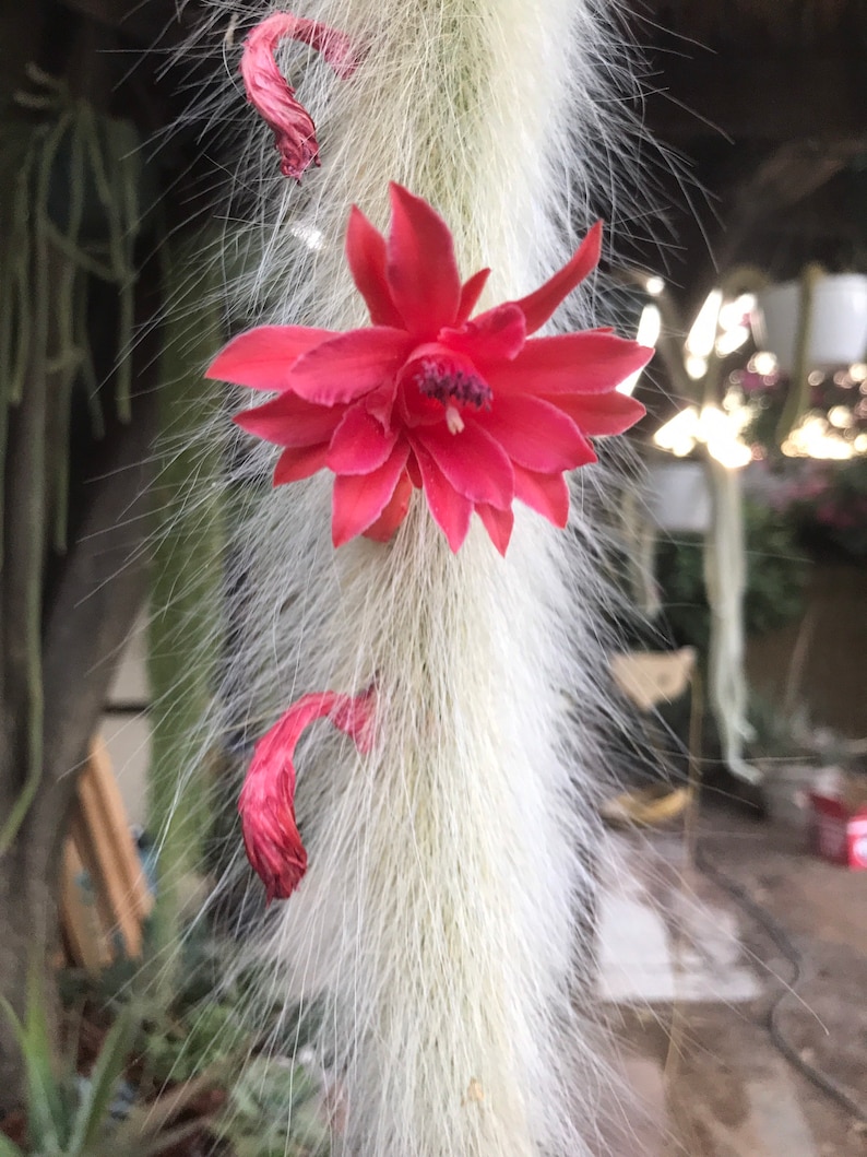 Hildewintera colademononis Monkey Tail Cactus Seeds Grown in California image 2