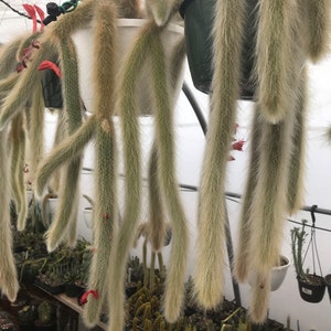 Hildewintera colademononis - Monkey Tail Cactus Seeds - Grown in the California Desert