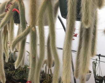Hildewintera colademononis - Monkey Tail Cactus Seeds - Grown in the California Desert
