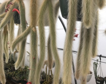 Hildewintera colademononis - Monkey Tail Cactus Seeds - Grown in California