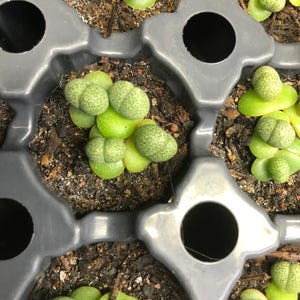 May include: Small green succulent plants with rounded, pebble-like leaves featuring dark green speckled patterns. These plants are growing in individual dark gray plastic cells filled with dark brown potting soil, arranged in a grid formation.