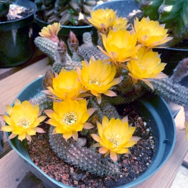 Yellow Bloom Peanut Cactus - Echinopsis chamaecereus