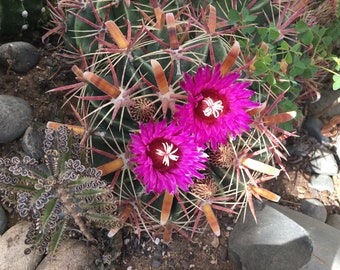 Ferocactus curvispinus Cactus Seeds