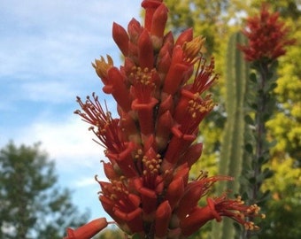 Planta del Desierto Ocotillo - Fouquieria splendens - 100 Semillas - Envío Gratis