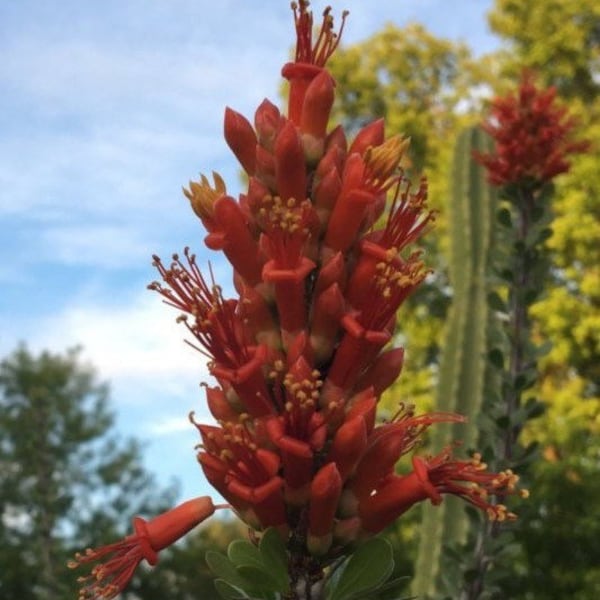 Ocotillo Desert Plant - Fouquieria splendens - 100 Seeds - Free Shipping