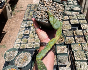 Opuntia zebrina reticulata Cobra cactus