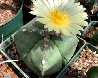 Astrophytum myriostigma quadricostatum nudum (4-rib) Cactus Seeds
