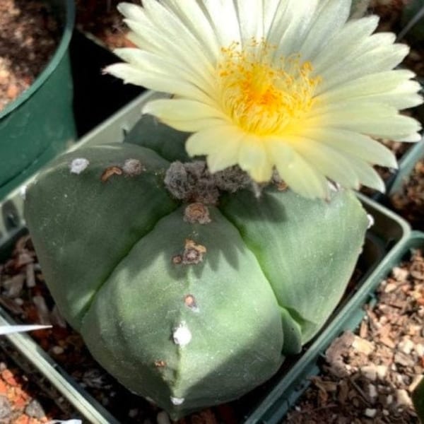 Astrophytum myriostigma quadricostatum nudum (4-rib) Cactus Seeds