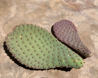 Opuntia basilaris x2 - Purple and green variation (Beavertail cactus) Unrooted