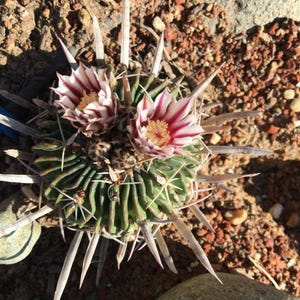 Echinofossulocactus crispatus Cactus seeds