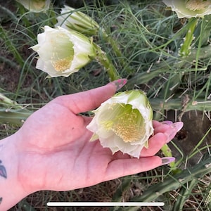 Harrisia martinii - Seed grown