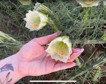 Harrisia martinii - Seed grown