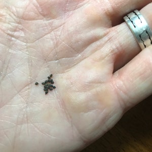 Myrtillocactus geometrizans Cactus Seeds