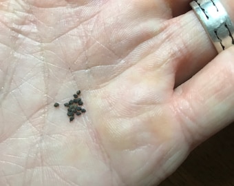 Myrtillocactus geometrizans Cactus Seeds