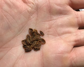 Orbea variegata - Stapelia Seeds