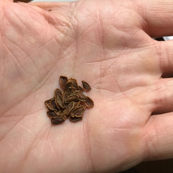 Orbea variegata - Stapelia Seeds