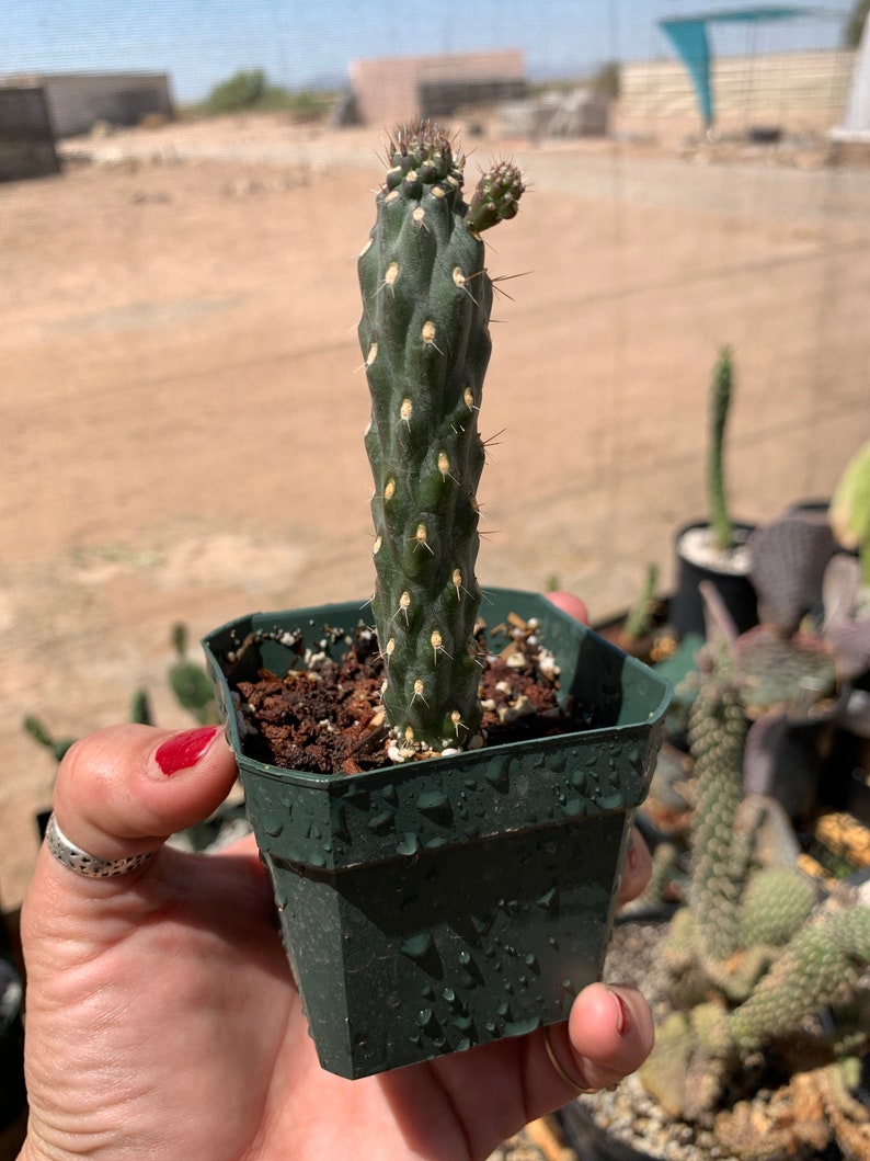 Opuntia fulgida crested form boxing glove cactus from crest form cactus image 1