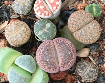 Lithop Seeds - Assorted species and hybrids