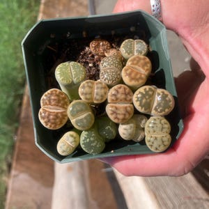 Mixed Lithops – Living Stones in 3&quot; Pot (As Shown)