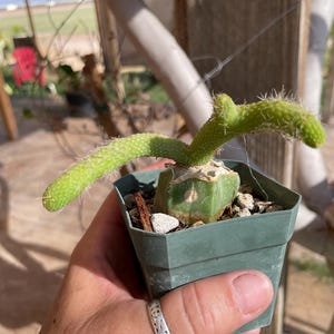 Monkey Tail cactus Hildewintera Colademononis inermis- grafted
