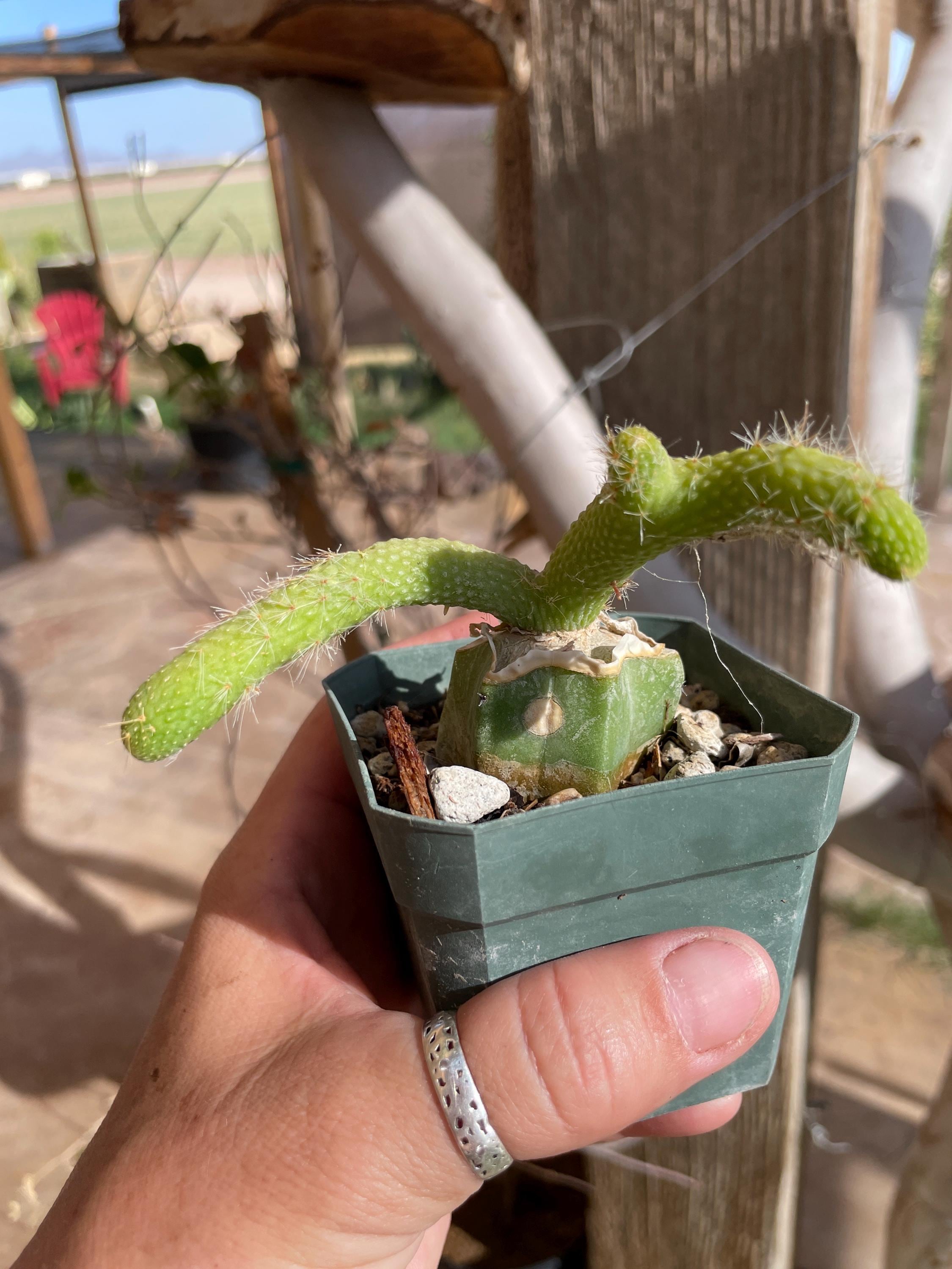 Monkey Tail Cactus Hildewintera Colademononis Inermis- Grafted - Etsy